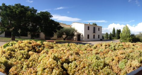 Giro Ribot grapes harvest